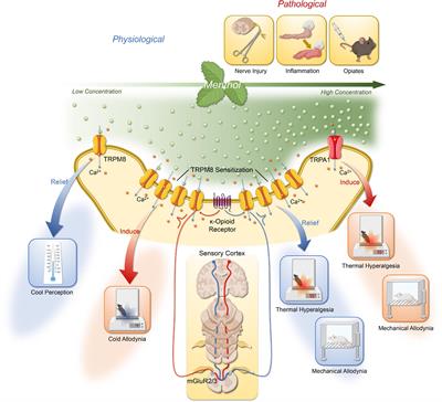 The distinctive role of menthol in pain and analgesia: Mechanisms, practices, and advances